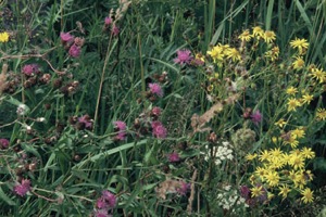 George Popperwell 'Wildflowers' (detail, from a set of 12 photographs) 2008, image courtesy CACSA, Image © The Artist